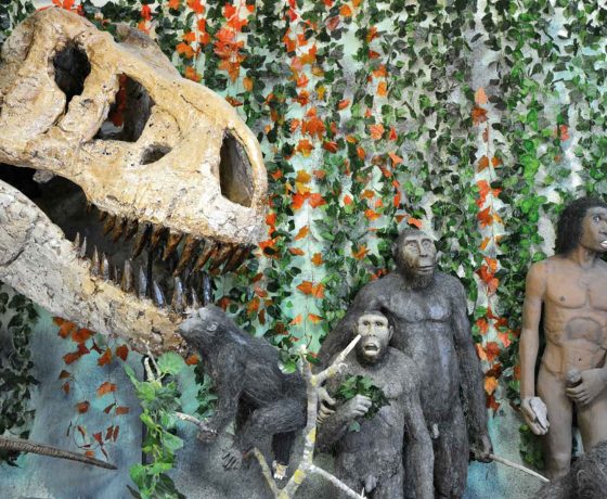 Interior del Museo Paleontológico