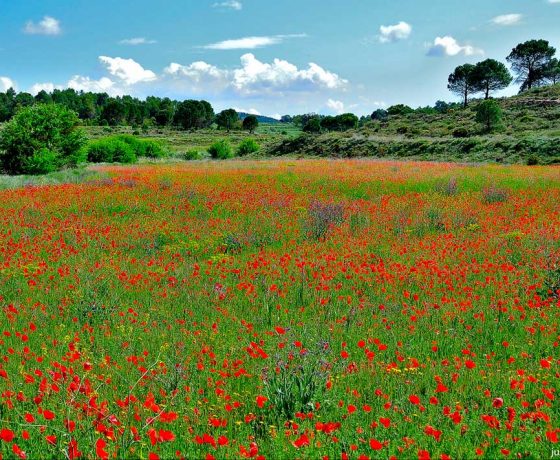 Serra Mariola, campo de amapolas